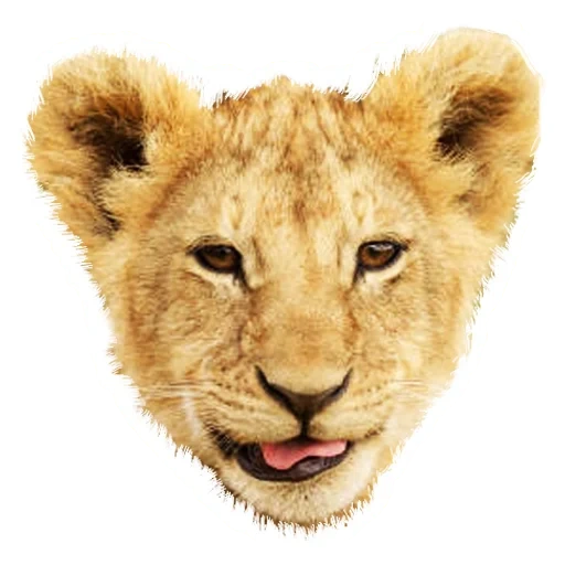 lion, lion, little lion, lion little lion, lion face