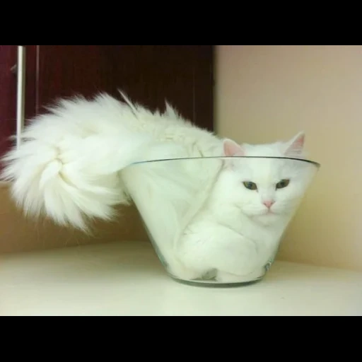 gato, gato, julia pak, gato branco engraçado, gatos fofos são engraçados