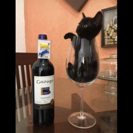 кот вином, кот фужером, чёрная кошка, черный котик, бакал черный кошкой санкт петербург