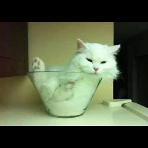 cat, cat, seal, white cat glass, mark antoine fadin