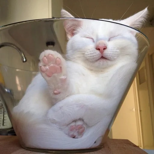 gatto, gatto liquido, gatto è divertente, i cani di mare sono ridicoli, gatto carino è divertente