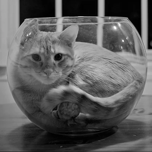 gato, gatos, vaso de gato, gato líquido, mark antoine fardin