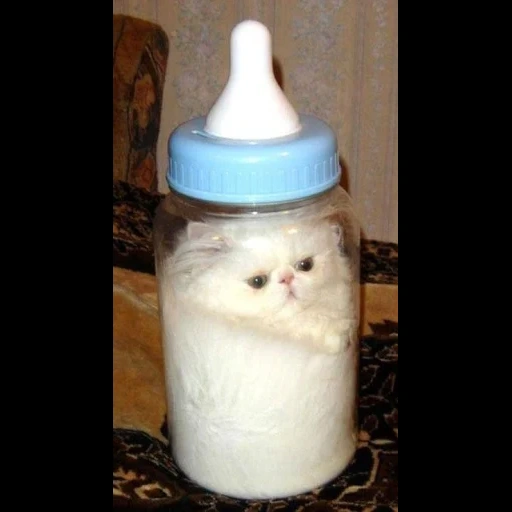 kot líquido, una botella de leche, kisa vorobyaninov, una botella de alimentación, una botella de 9 meses
