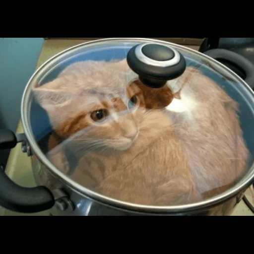 cat, cat cat, cat pot, cat pan, cat pot