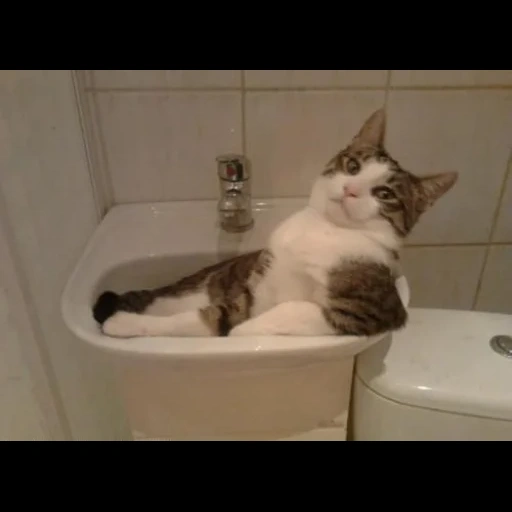 cat, bathroom cat, conch cat, cat shell, the cat is having a good time in the bathroom