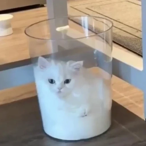 die katze, die milchkatze, cat white, 3 liter katze, süß pussy ist lustig