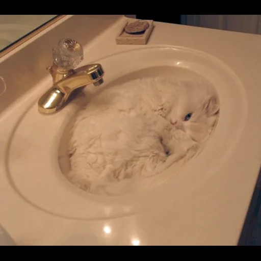 water tank, liquid cat, conch cat, a selfless cat, golden ratio seal