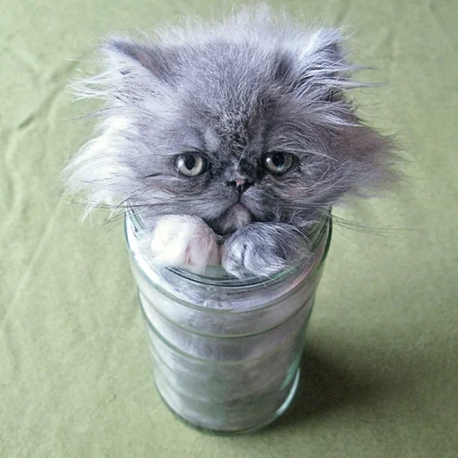 кот, кошки, жидкий кот, кот стакане, животные коты