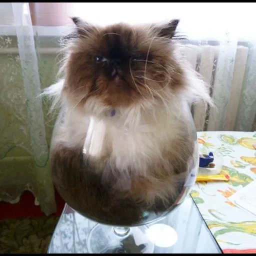 cat, cat, cat cup, a furry cat, himalayan cat