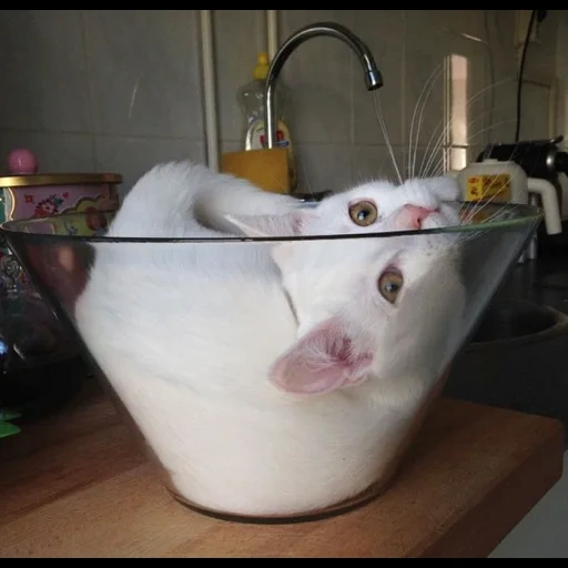 chat, chats, chat liquide, chats drôles, le chat est liquide
