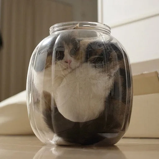 gato, banco de gatos, nada, cats bank, jarra de 3 x litros