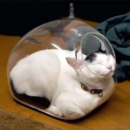 die katze, die katze, die flüssige katze, die katze bubble, die kugelförmige katze