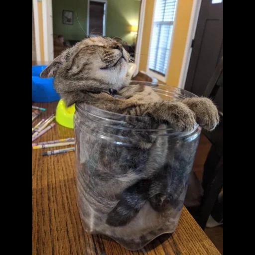 cat, cat, seal, cat transparent box, scottish drooping-eared cat