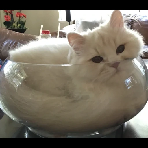 cat, cat, liquid cat, inflatable cat, cats are liquid evidence