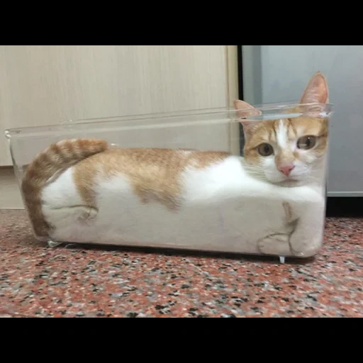 cat, cat, seal, cat cat, liquid cat