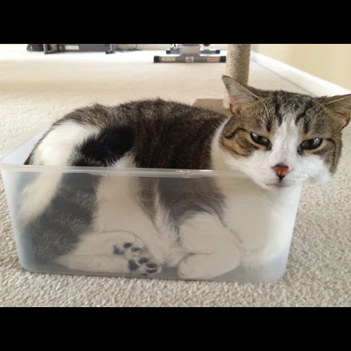 gato, gato, o gato é a caixa, gatos engraçados, líquido de gato
