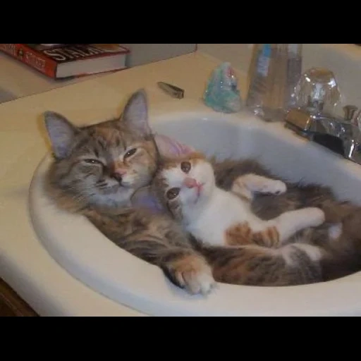le chat est drôle, chat jacuzzi, le chat est un évier, chats mignons de la salle de bain, les chats mignons sont drôles