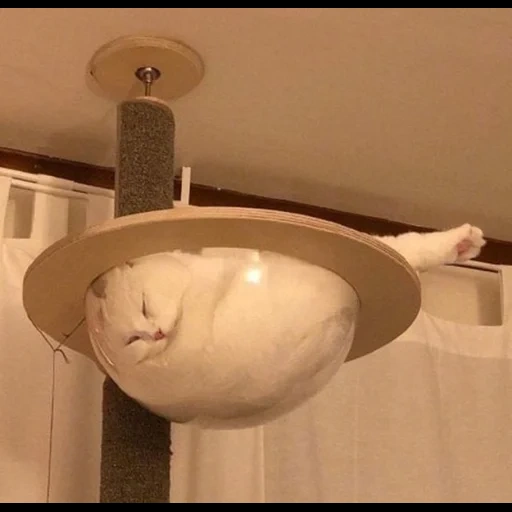 smallcat, cat meme, glass table cat, clear cat's nest, paulman nova 93661 embedded lamp