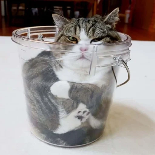 chat, cat maru, le chat est un verre, chats liquide, le chat a grimpé un verre