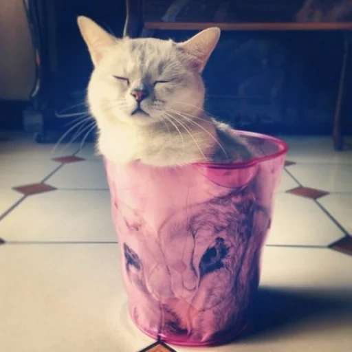 gato, gato, o gato é um balde, gato gato, gatos são à prova de fluido