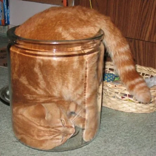 cat, body, cat bank, the cat is grounded, seal head jar