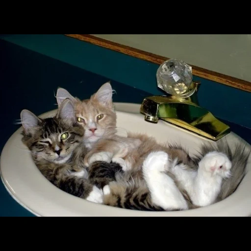 cat, cat, seal, siberian kitten, siberian cat's kitten