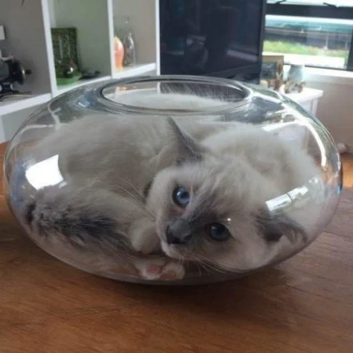 gato, kote, gato líquido, gatos líquidos, gatos são à prova de fluido