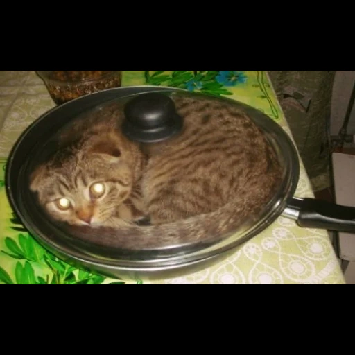 кот, кот кастрюле, кот сковороде, кот сковородке, смешная котлета