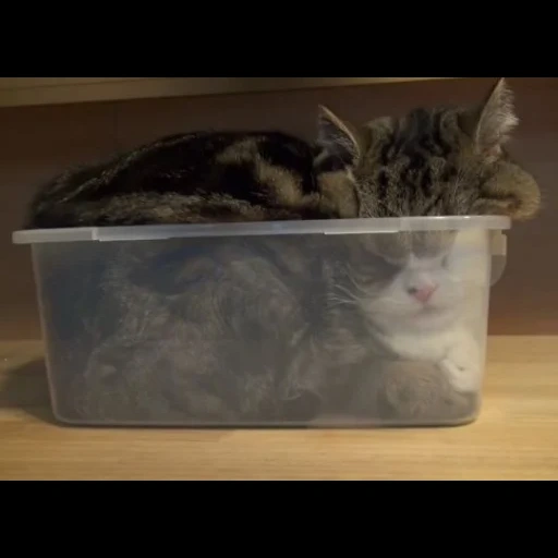 кот, кошка, жидкий кот, кот жидкость, кот контейнере