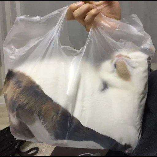 la borsa, un pacchetto di cose, gatto è liquido, kisa vorobianinov, pacchetto perfect hd