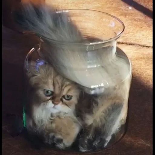 cat, cat cat, cat bank, liquid cat, persian cats are funny