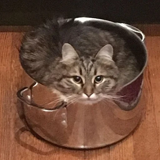 le chat est un seau, le chat est un pot, le chat est une casserole, affiche de chat, le chat grimpe une casserole