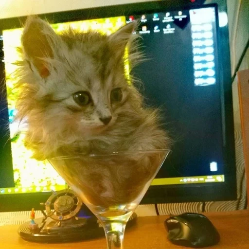 gatto, kurt, bicchiere per gatti, gatto è divertente, animali carini
