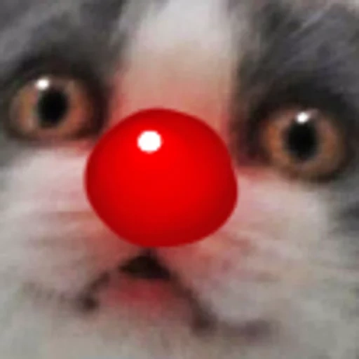 cat, kote, cat nose, cat joker breed, the cat is a clown nose
