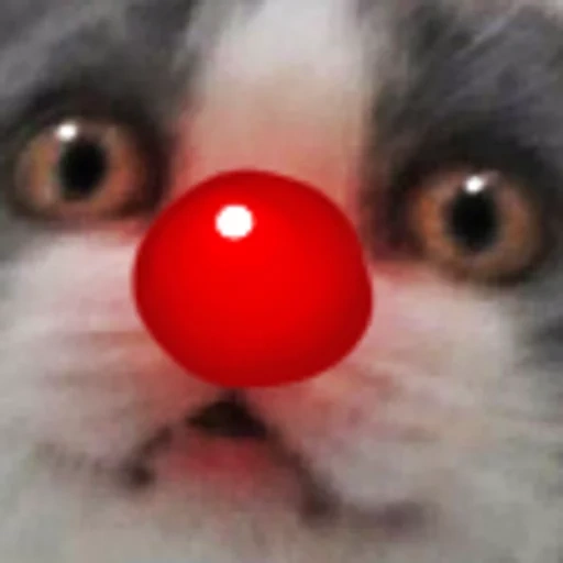 der kater, kote, katzennase, katzenrasse, die katze ist eine clown nase