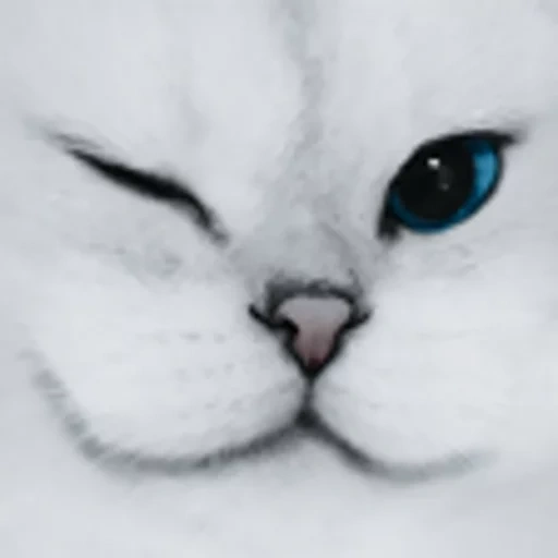 gato, gato, focas, cara de gato, gato blanco ojos azules