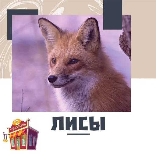 renard, fox fox, le visage du renard, renard rouge