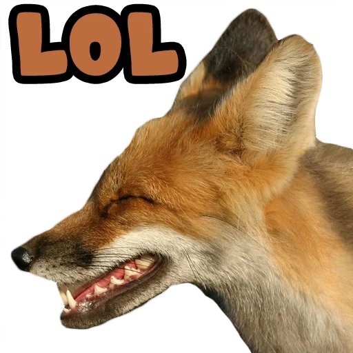 renard, la bouche de fox, le renard souriait