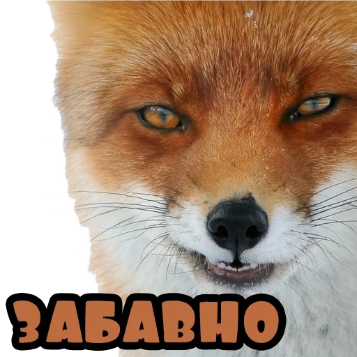 fox, the nose of the fox