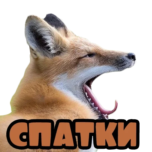 fox, fox's mouth, the fox is yawning