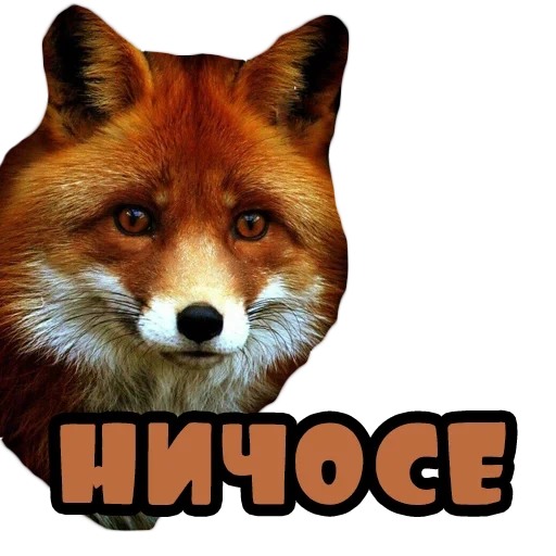 fox, rosto de raposa, raposa vermelha