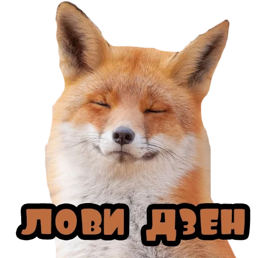fox, fyr fyr, sweet fox