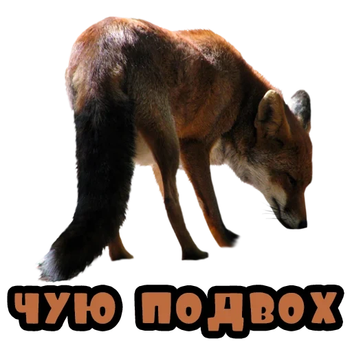 chat, renard, fox de loup, fox sans fond, contexte transparent fox