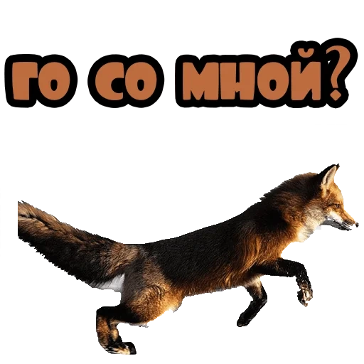 renard, plaisanter, renard, silhouette de renard, fox rogue