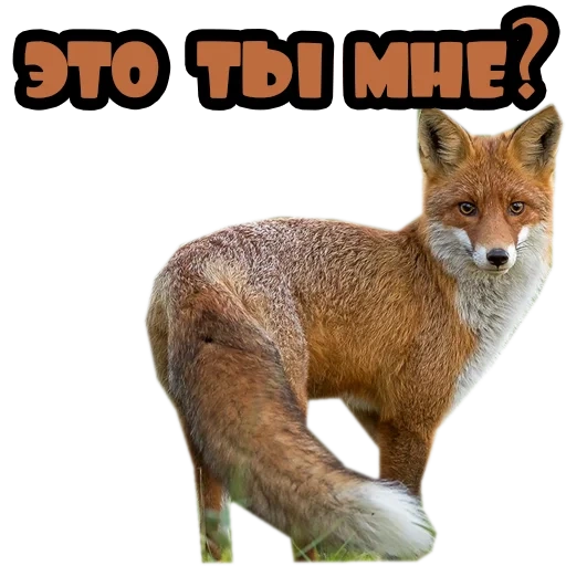 fox, fox, fox fox, big fox, raposa de fundo branco