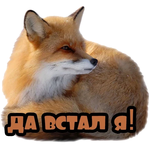 fox, fox fox, animal de fundo, raposa de fundo branco, fundo transparente de raposa
