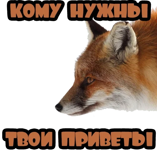 fox, fox, fox fox, red fox, the fox is cunning