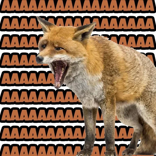 fox, fox, mem fox, animals, jokes about the fox
