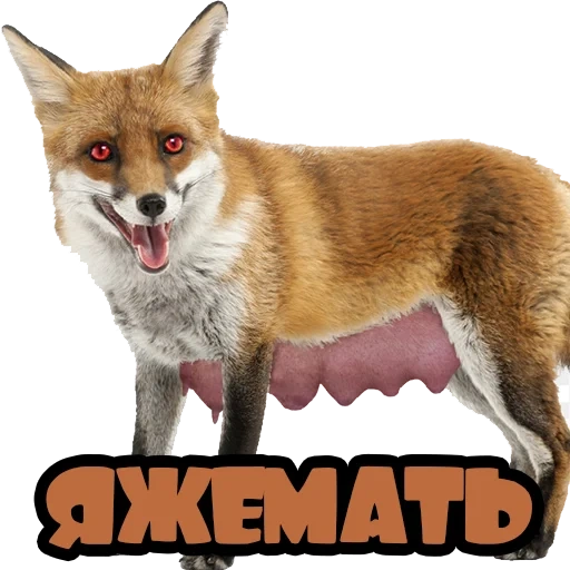 renard, fox fox, fox fox, fox white contexte, korsak avec un fond blanc
