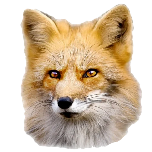 fox, muzzle fox, the face of the fox, red fox, muzzle fox anfas